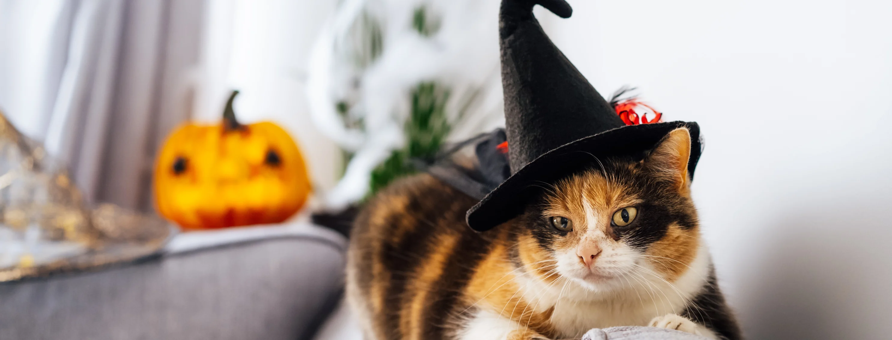 Cat sitting on couch with witch hat
